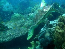Mamsa Point, Apo Island, Dumaguete, Philippines. by Gerard Alfonso Dacles 